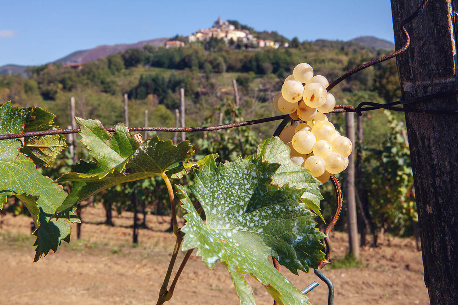 Vineyard near La Spezia, Italy